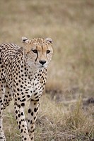 Female Cheetah walking across the Masai Mara