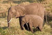 Elephants walk across the plains of the Masai Mara