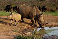 White Rhinoceros calf at waterhole Hluhluwe-Imfolozi Game Reserve, Kwazulu-Natal, South Africa