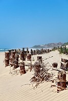 Sand dune stabilization along a South Coast beach resort, KwaZulu Natal, South Africa  Foreground focus