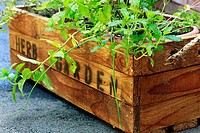 Herb garden  Rustic wooden crate for potted herbs