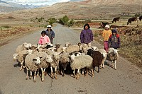 Peruvian Children Hearding Sheep in the country Side  Peru