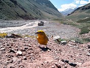 Patagonian yellow-finch with the summit of Aconcagua in the background, Parque Nacional Aconcagua, Mendoza, Argentina