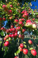 Apple Tree Malus sp , with Ripened Fruits, Lower Saxony, Germany