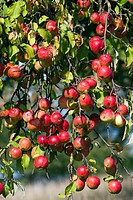 Apple Tree Malus sp , with Ripened Fruits, Lower Saxony, Germany
