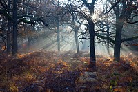 Common Oak Quercus robur, Woodland with Bracken in Autumn Morning Mist, Reinhardwald, North Hessen, Germany