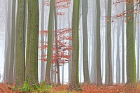 Beech Tree Fagus sylvatica, Woodland and Autumn Mist, Hessen, Germany