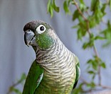 An indoor portrait of a conure from the chest up looking at the camera and a branch with leaves in the background