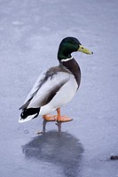 Mallard duck standing in the middle of a frozen lake in Surrey, England, UK