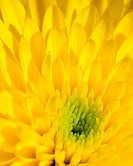 Yellow decorative Dahlia