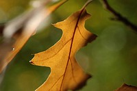Autumnal glow of a sweeping oak leaf ready to fall