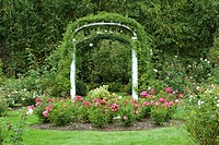 The white arch in the center of a Rose Garden