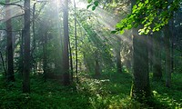 Sunbeam entering rich deciduous forest, Bialowieza Forest, Podlasie Province, Poland