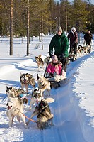 Sled dog tour with huskies