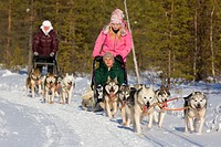 Slegde dog touring in Isosyote Finland