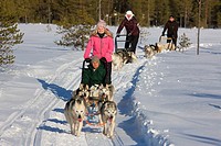 Slegde dog touring in Isosyote Finland