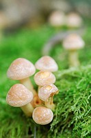Macro photograph of Mushrooms Armillaria tabescens growing on moss