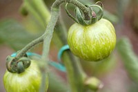 Small Green Zebra tomatoes growing on the vine