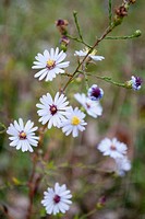 Some light purple wild Asters in the Fall