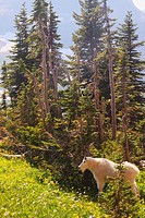 Montain goat in forest near Logan pass of Glacier National Park, Montana