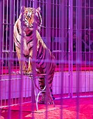 Tiger in a circus arena