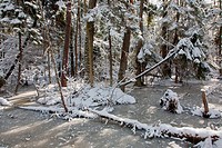 Snowfall after wetland stand in morning with snow wrapped trees in background and frozen water in foreground, Bialowieza Forest, Podlasie Province, Po...