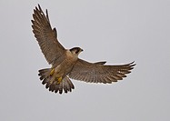 Peregrine falco peregrinus flying  Athens  Greece