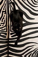 Black european cat lying on a black and white striped zebra skin