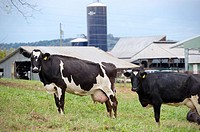 Dairy cows in the pasture, Culpeper Virginia USA