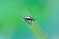 Chrysolina graminis, Tansy Beetle  Mint beetle  Chrysomela graminis, Euchrysolina graminis Perched on the tip of a tansy leaf  Side profile  Small chr...