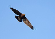 Spotted Eagle Aquila clanga flying in the sky  Athens  Greece