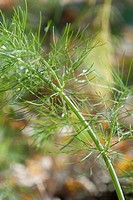 Some organic Fennel in the Fall