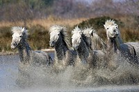 Camargue Horse, Herd Galloping in Swamp, Saintes Marie de la Mer in South East of France