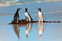 Group of Gentoo penguins Pygoscelis papua fighting on the beach, Saunders Island, Falkland Islands