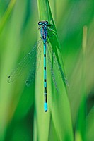 Azure Damselfy, coenagrion puella  Male with wings spread