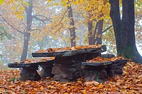 Benches and table in autumn