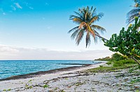 Beach with coconut. National Park and Biosphere Reserve Guanahacabibes. Pinar del Rio Cuba