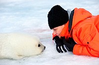 Tourist watching harp seal pup on ice Phoca groenlandicus Magdalen Islands, Quebec, Canada