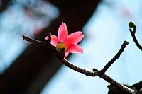 Kateshever ,Red silk cotton ,Bombax ceiba , Shalmali flower poona Mharashtra ,India  Bombax species are among the largest trees in their regions, reac...