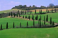 Val d´Orcia, near Pienza, Siena, Tuscany, Italy