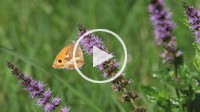 Gatekeeper Butterfly, pyronia tithonus, Adult Feeding on Buddleja or Summer Lilac, Normandy in France, Real Time