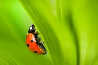 Coccinella septempunctata, the seven-spot ladybird or, in North America, seven-spotted ladybug or ´C-7´, Crete