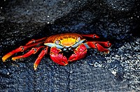 Sally Lightfoot Crab in Galapagos Islands