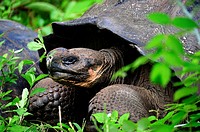 Galapagos Tortoise in Galapagos Islands