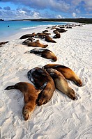Sea Lions in the Galapagos Islands, Gardner Bay