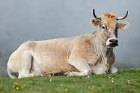 Cow in La Cubilla port, Lena, Asturias, Spain