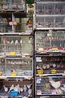 Pet birds for sale on Jalan Sultan in Chinatown, Kuala Lumpur, Malaysia