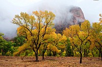 Foggy Scene at Zion National Park