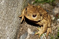 Portrait of a fat and viscous common toad seated in the grass