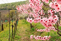 The pink blossoms of a peach tree at the vineyards near Modra, Slovakia